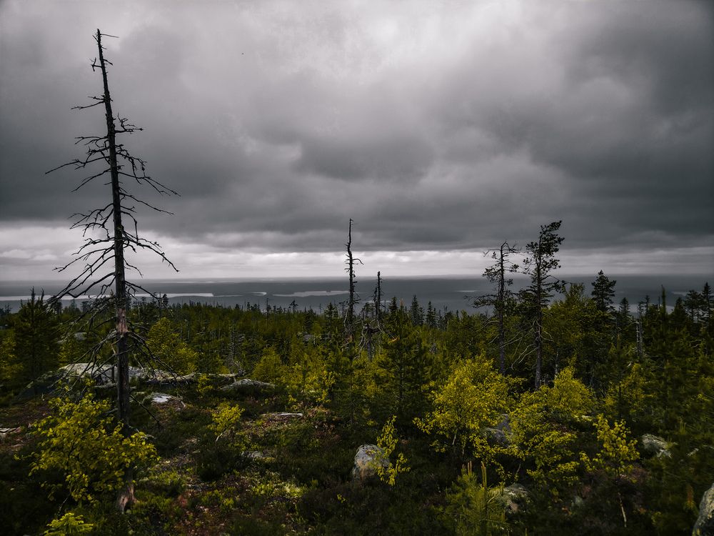 Photo #13129264