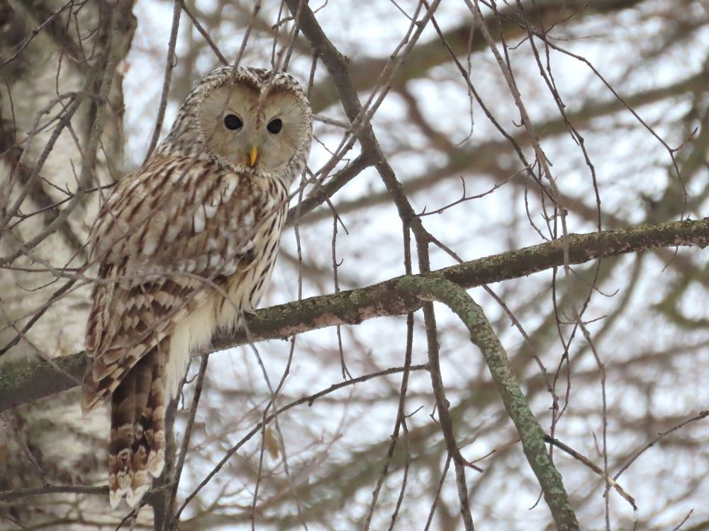 Чёрные глаза