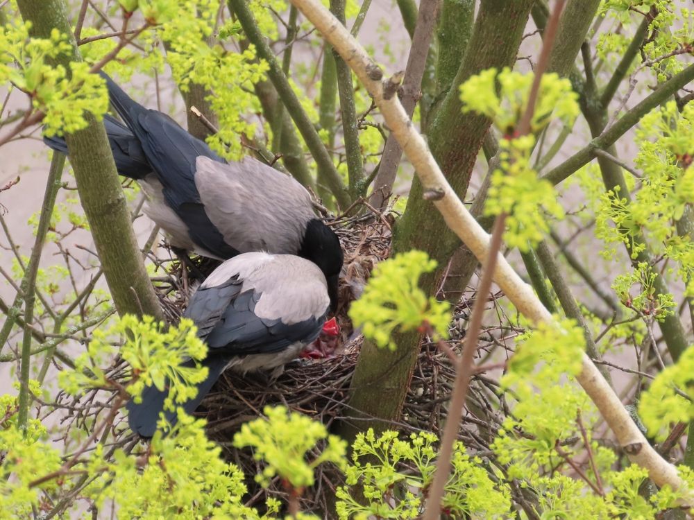 Счастливая семья
