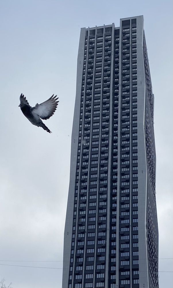 Голубь мира