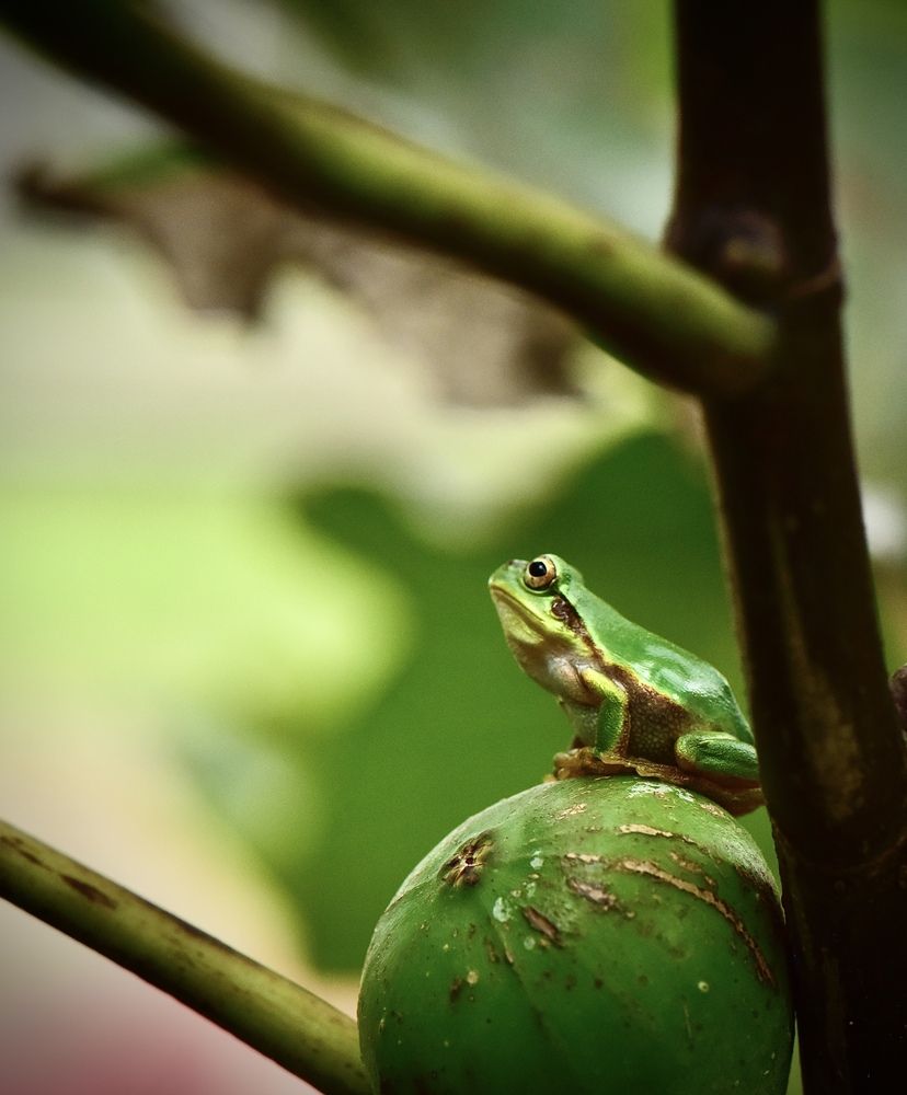 Photograph by Alejandra Capistran