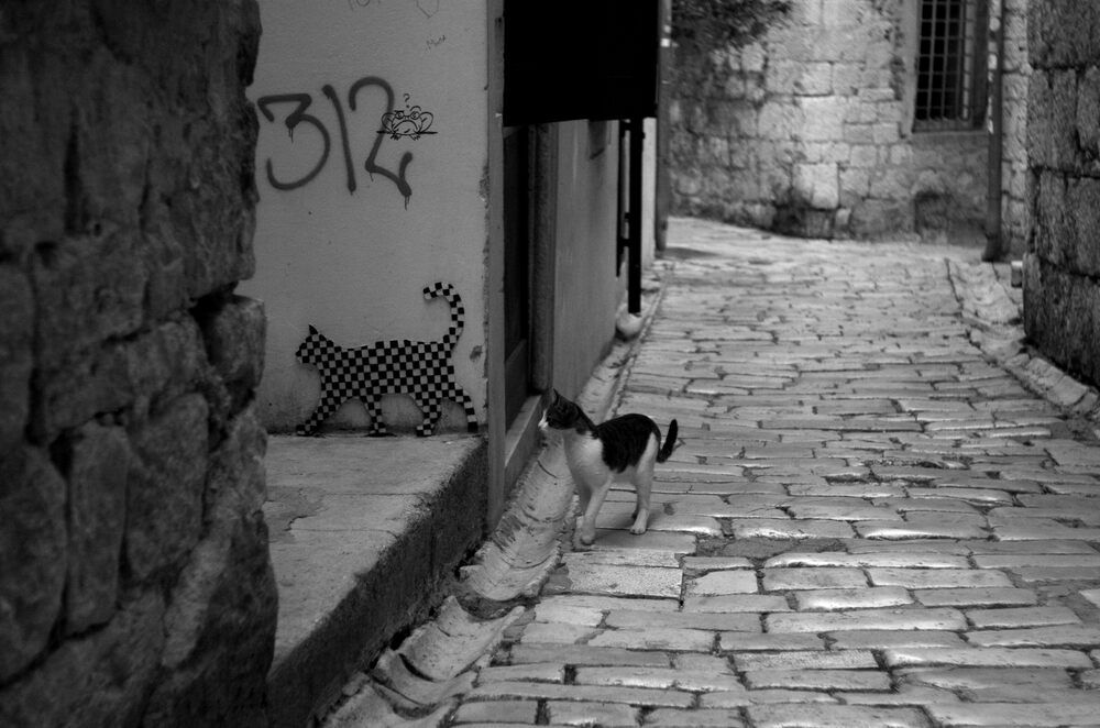 Фотография автора Damir Gržin