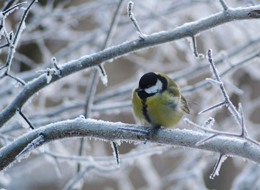Photograph by Ольга Заповедная