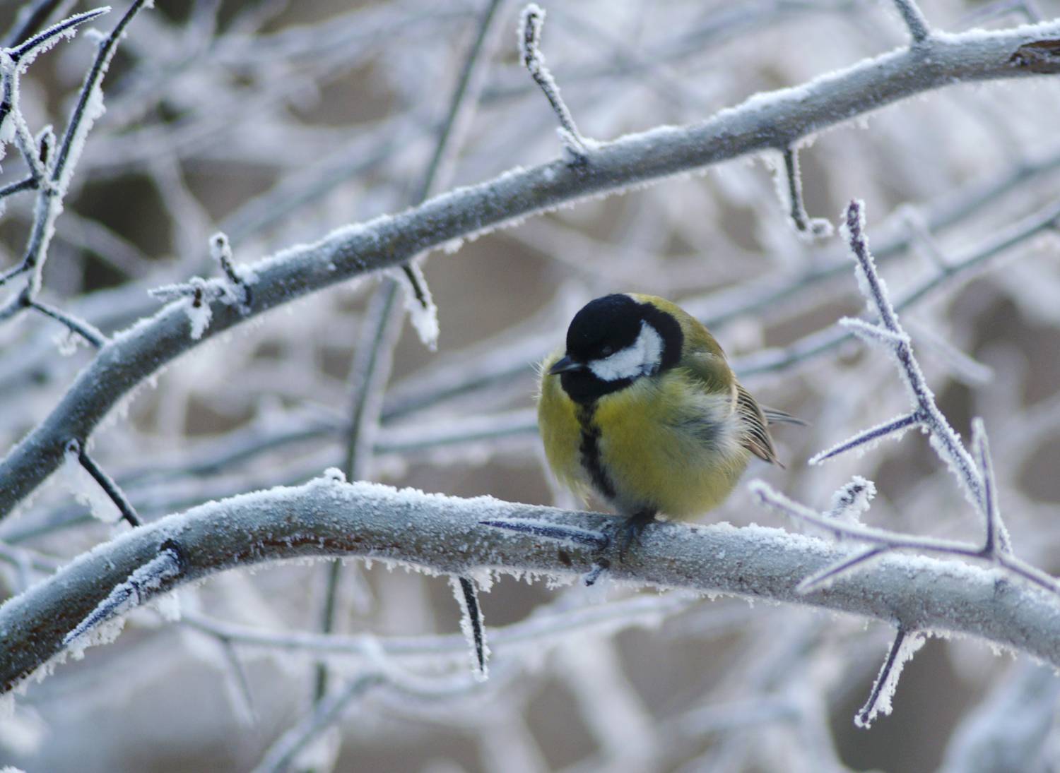 Фотография #13129791