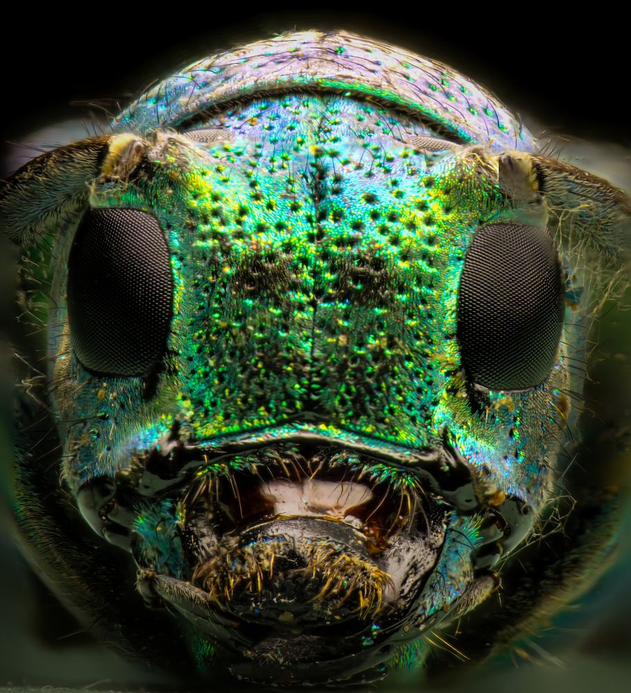 Photograph by Paws Hands