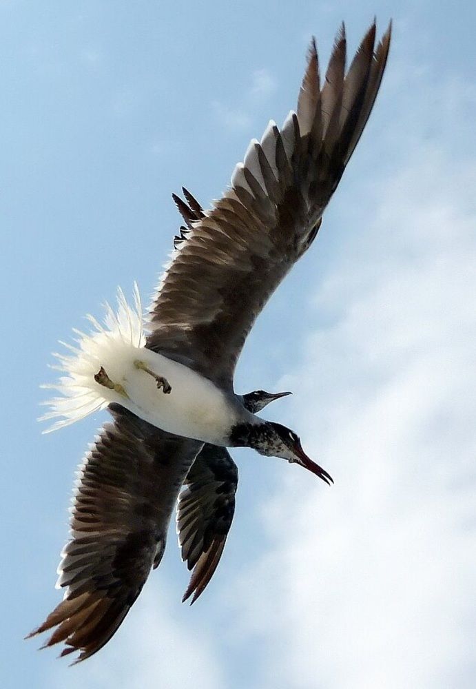 Фотография автора Elvira Oleinik