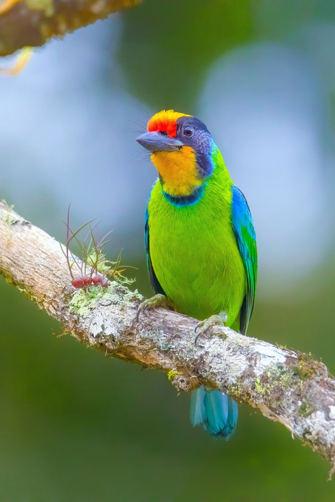 Golden-throated Barbet