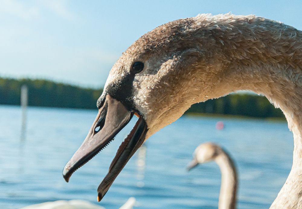 Photograph by Олег Анатольевич Загорулько