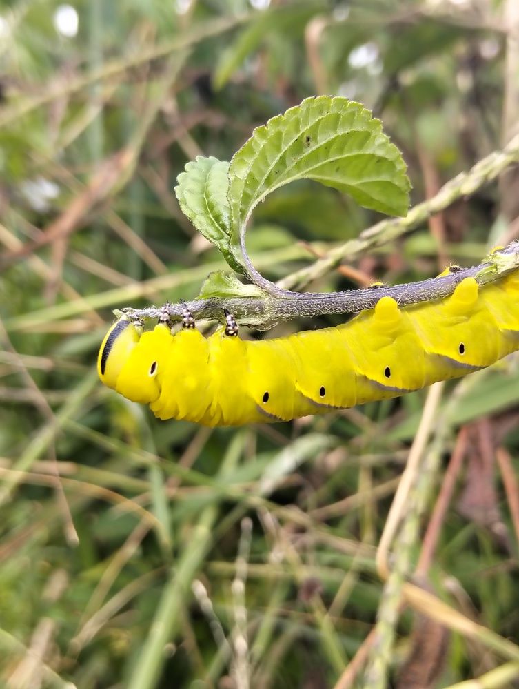 Yellow Carterpillar