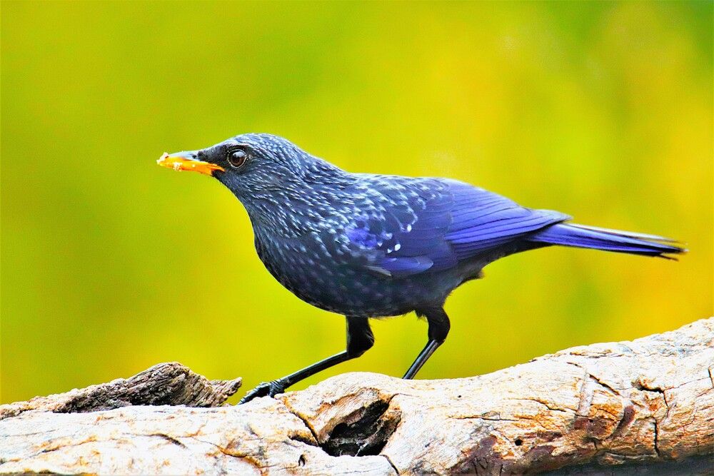 Photograph by Pankaj Kapoor