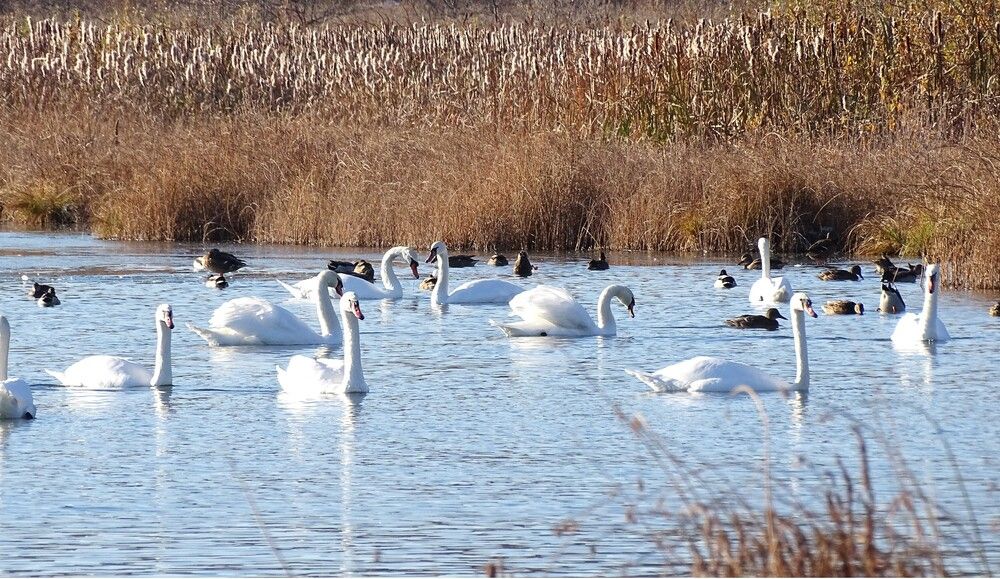 Фотография автора Николай Худяков