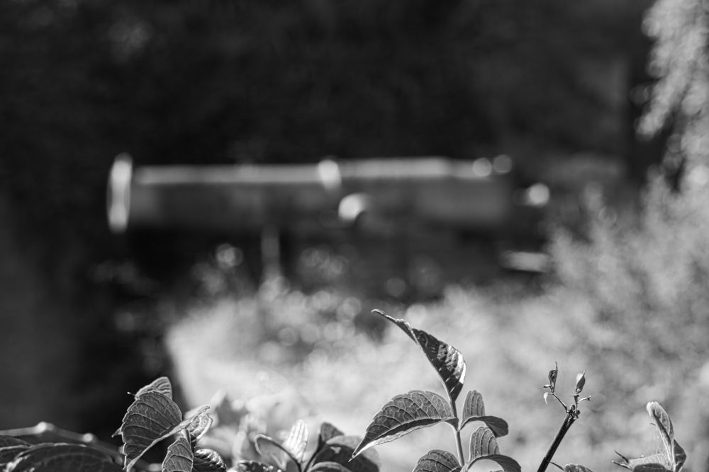 Piante tolgono il fuoco dal cannone.