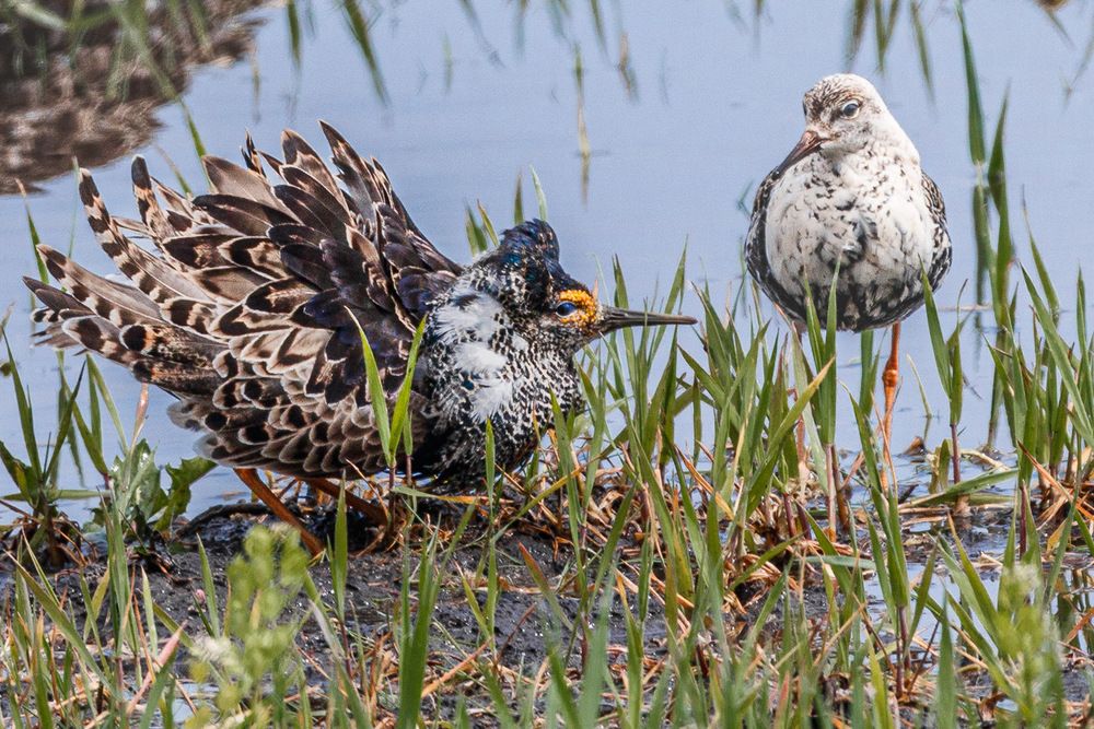 Кавалер. Признание в любви