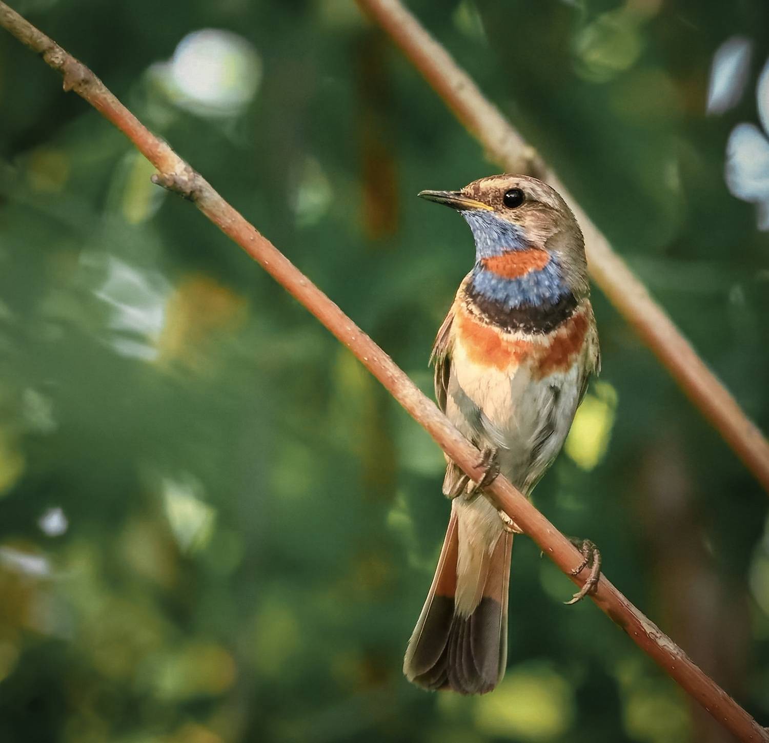 Фотография #13130585