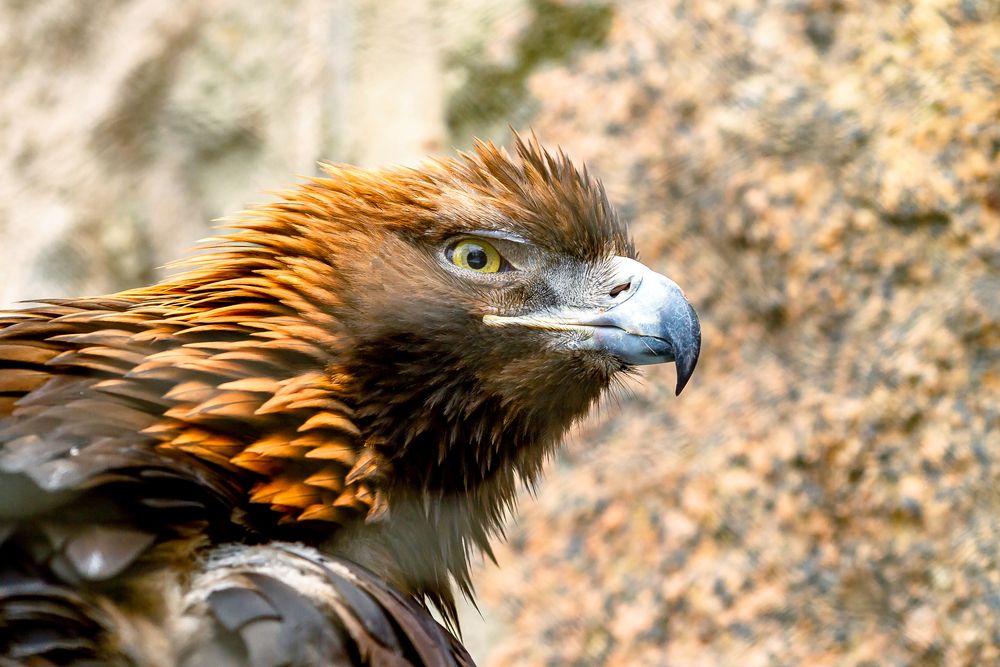 Фотография автора Dmitriy Frost