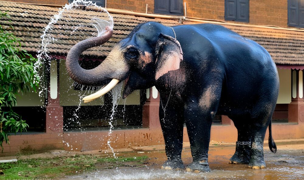 Photograph by Jishnu Sudarsan
