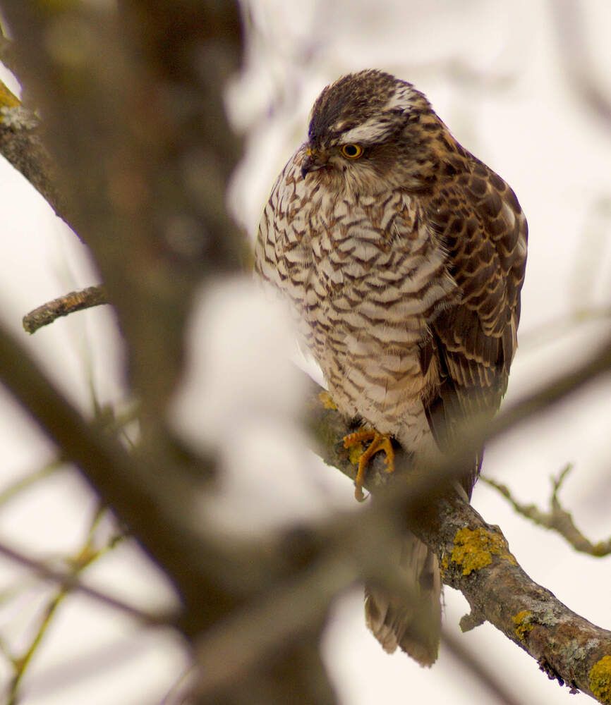 Photograph by Сушкевич Светлана