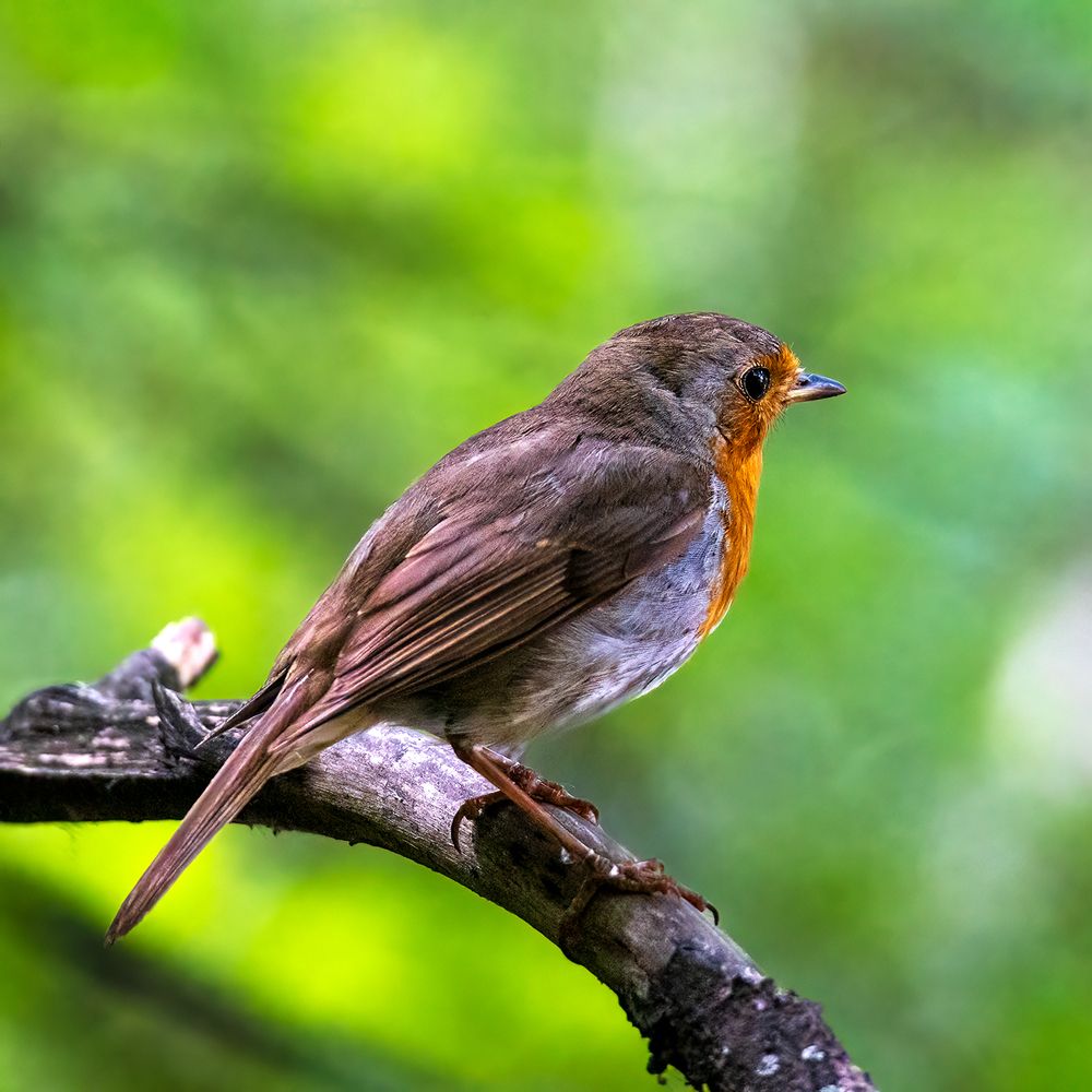 Photograph by Михаил Мак