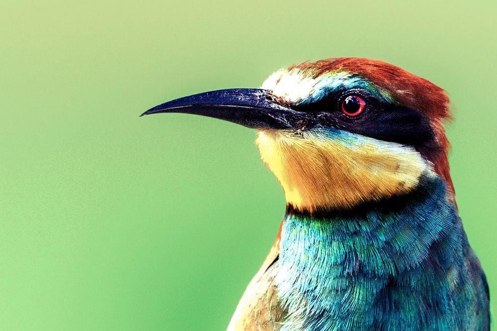 Photograph by Csaba Tálos