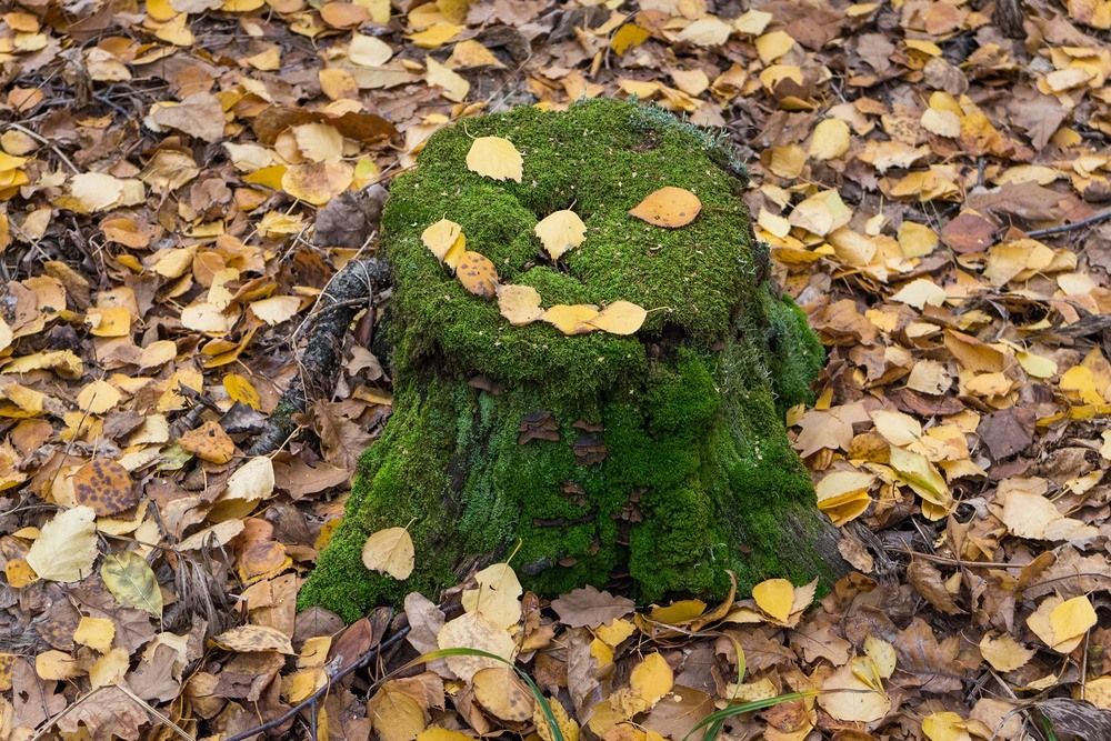 Photograph by Alexander Novikov