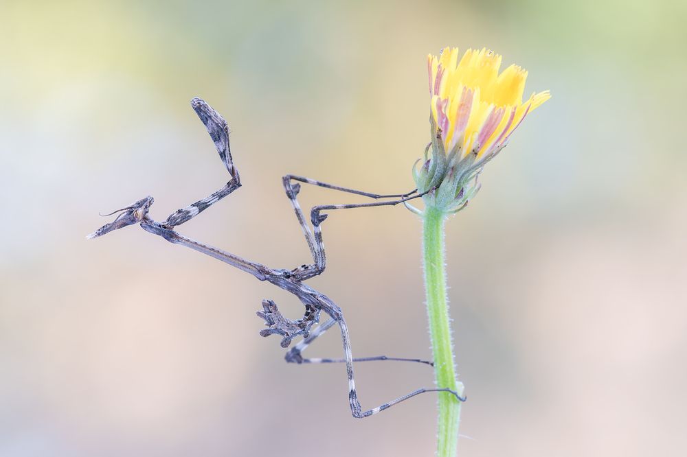 Photograph by Massimo Tamajo