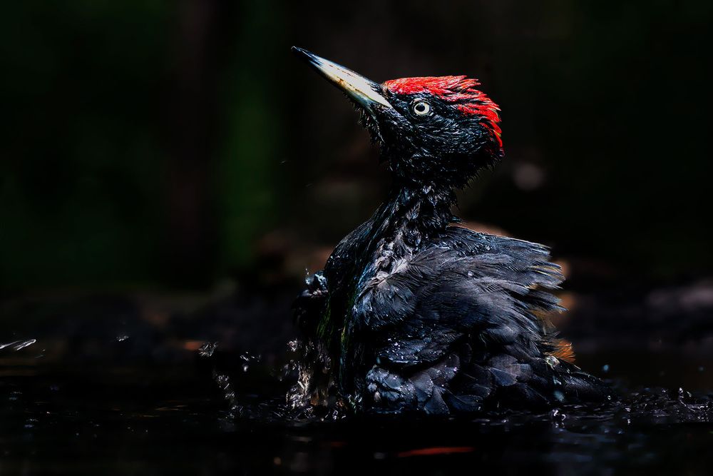 Photograph by Csaba Tálos