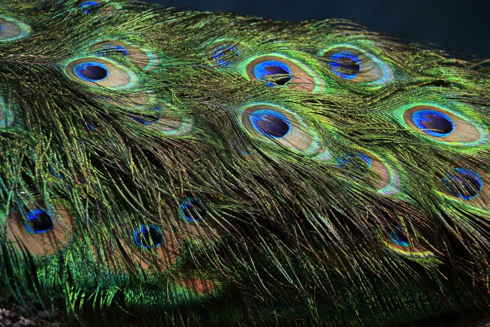 Фотография автора Мария Тюрина