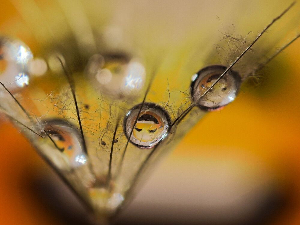 Photograph by Lapshina Vladlena