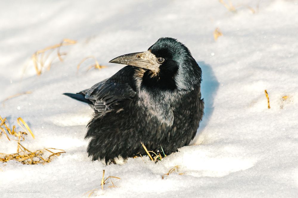 Photograph by Elena Chilikina