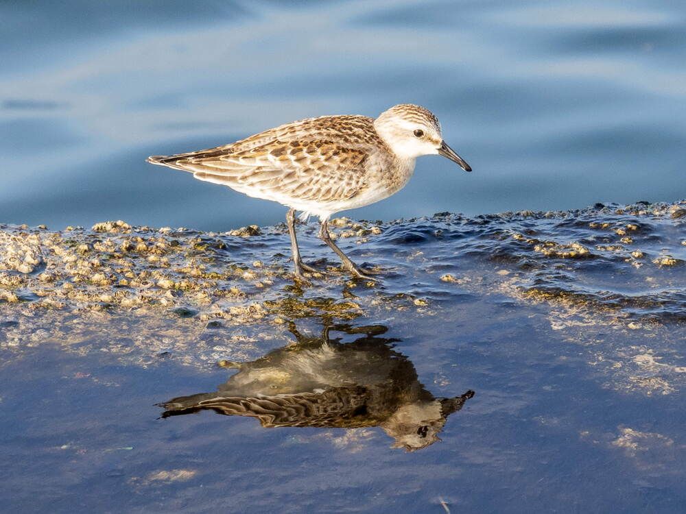 Photograph by Вячеслав ИВАНОВ