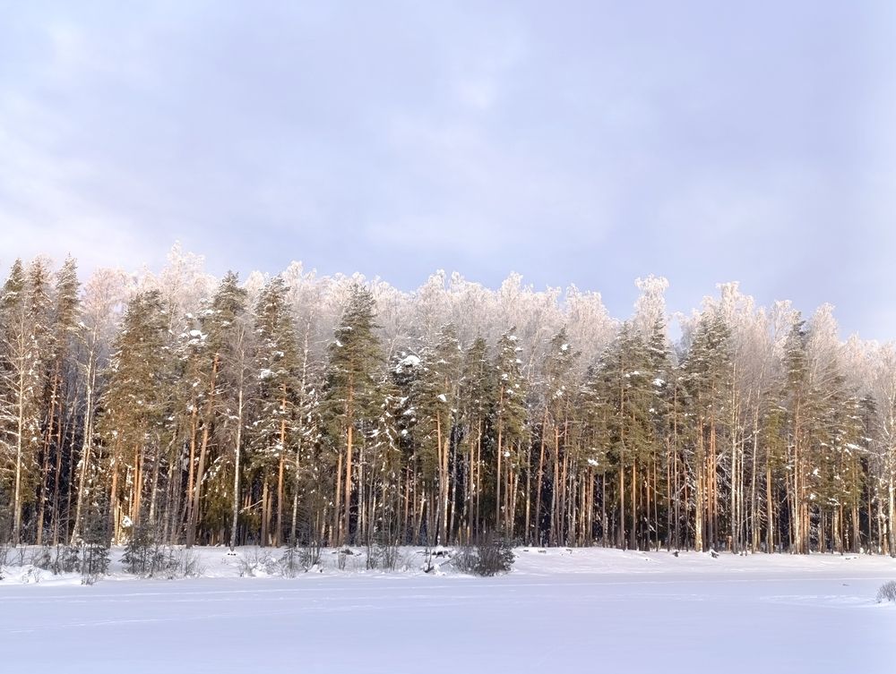 Фотография автора Юлия Чешко