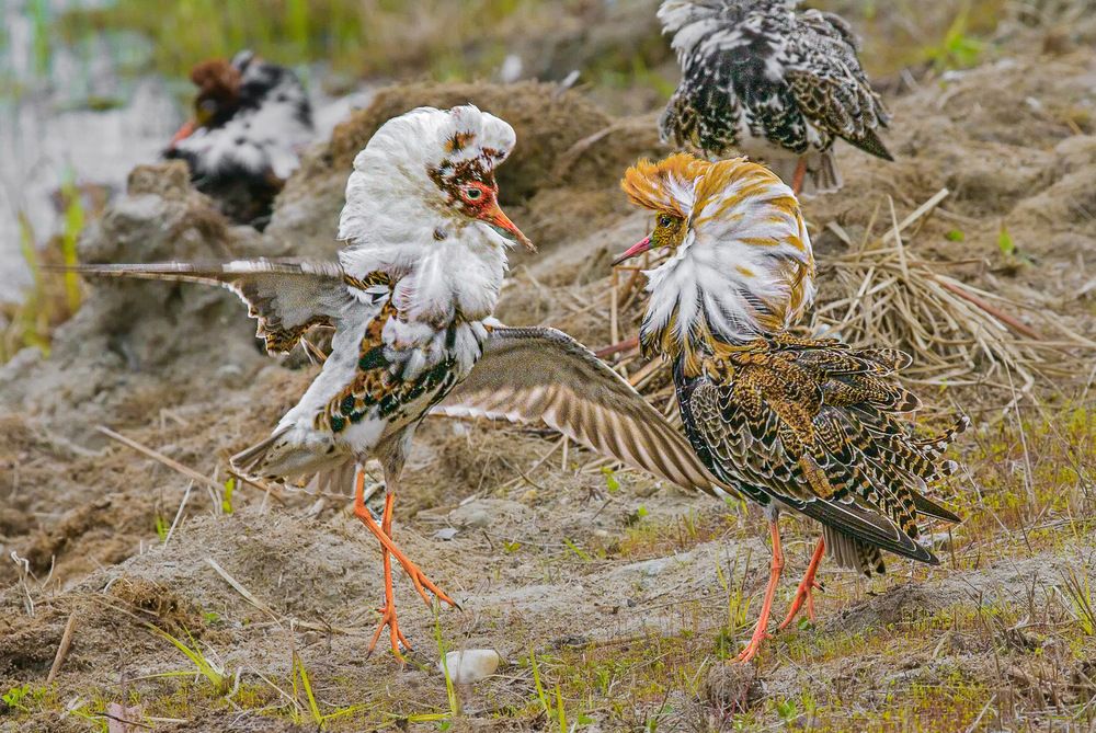 Извольте к барьеру, сударь.