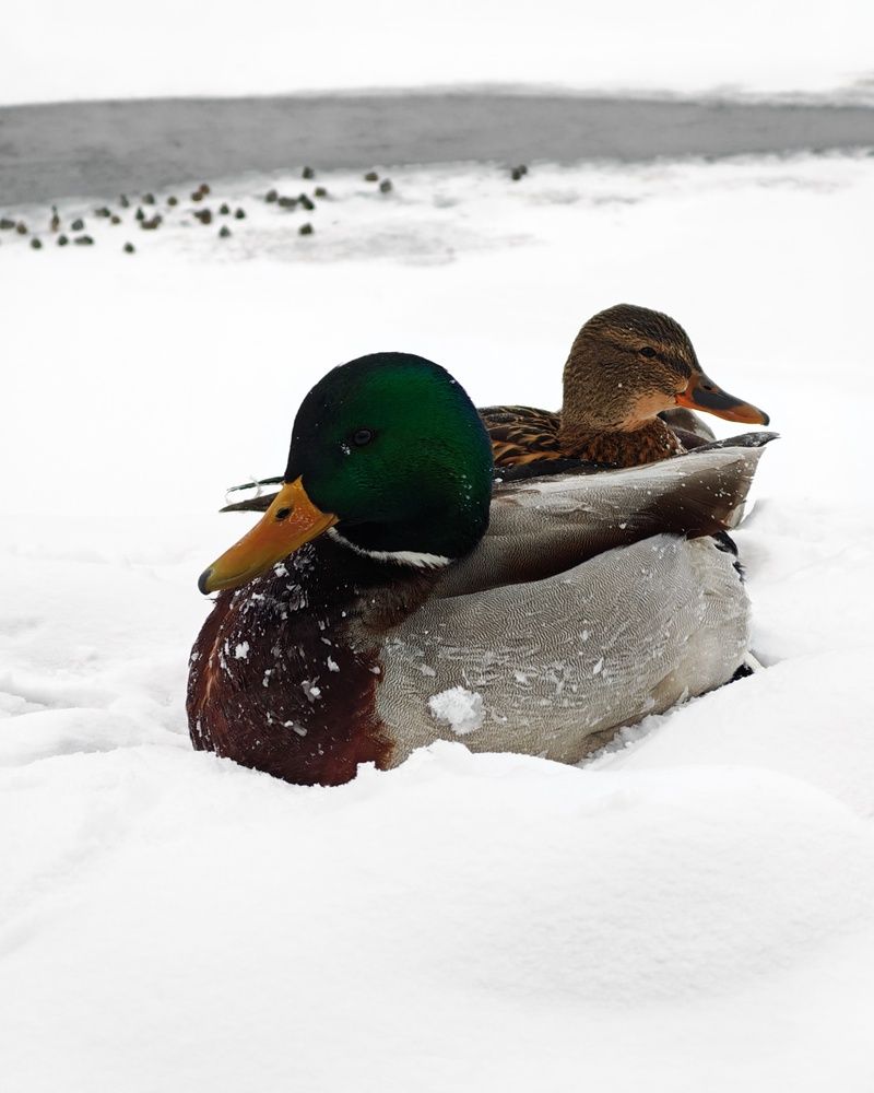 Photograph by Мария Тюрина