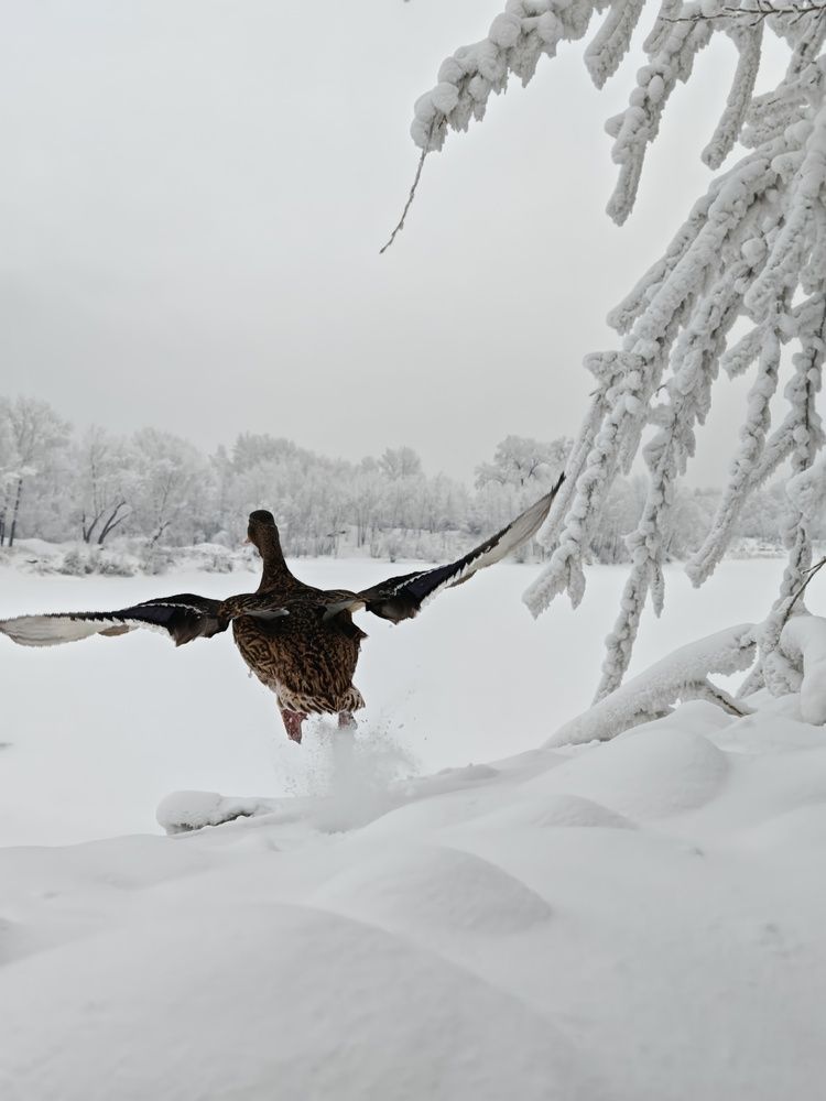 Photograph by Мария Тюрина