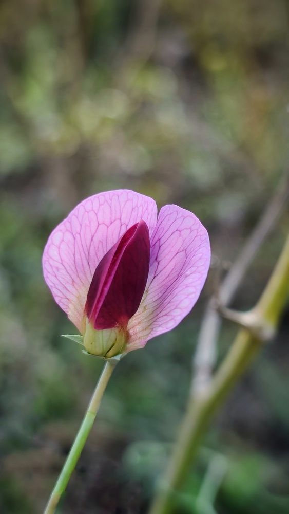 Photograph by Ankur Kundu