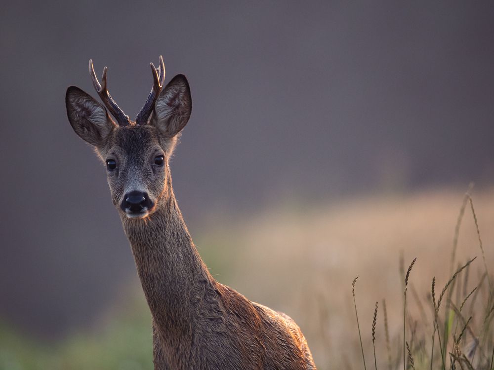 Photograph by Eduard Zhuravlev