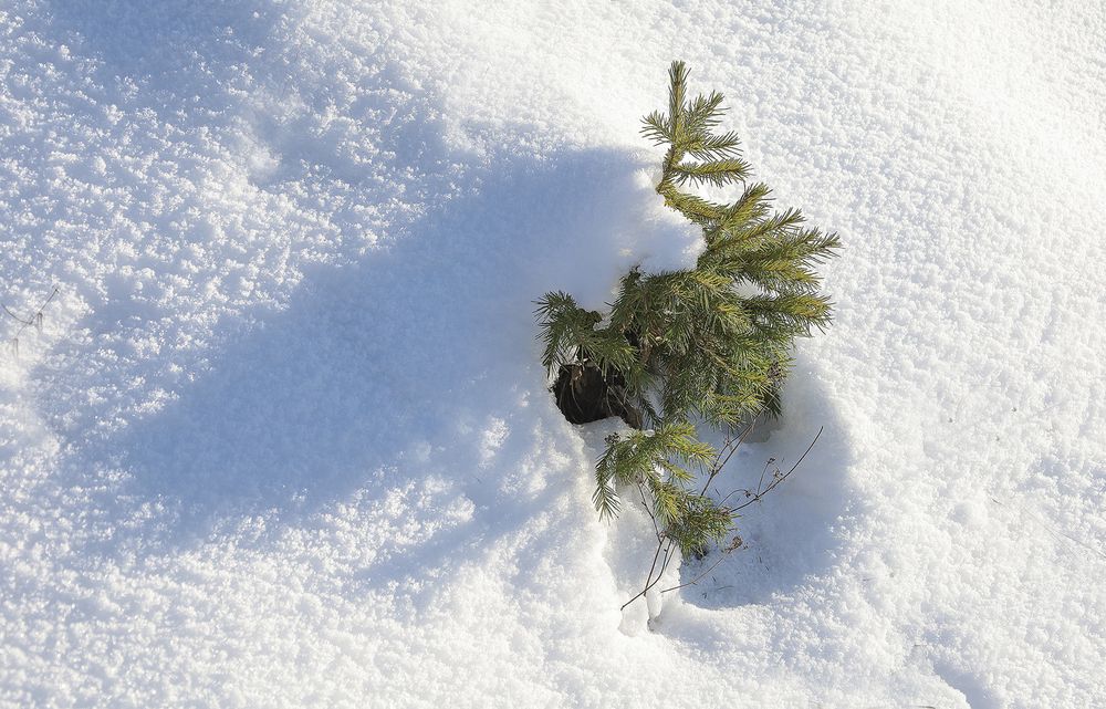 The Big Winter and the Little Pine