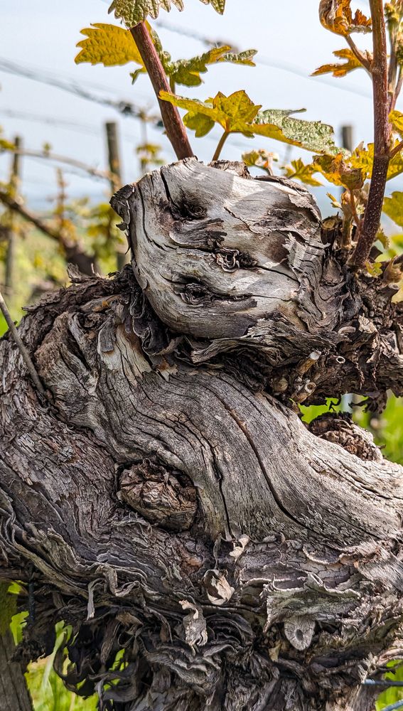 Photograph by Iryna Usanova