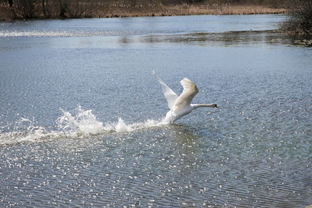 Фотография автора Николай Семенец