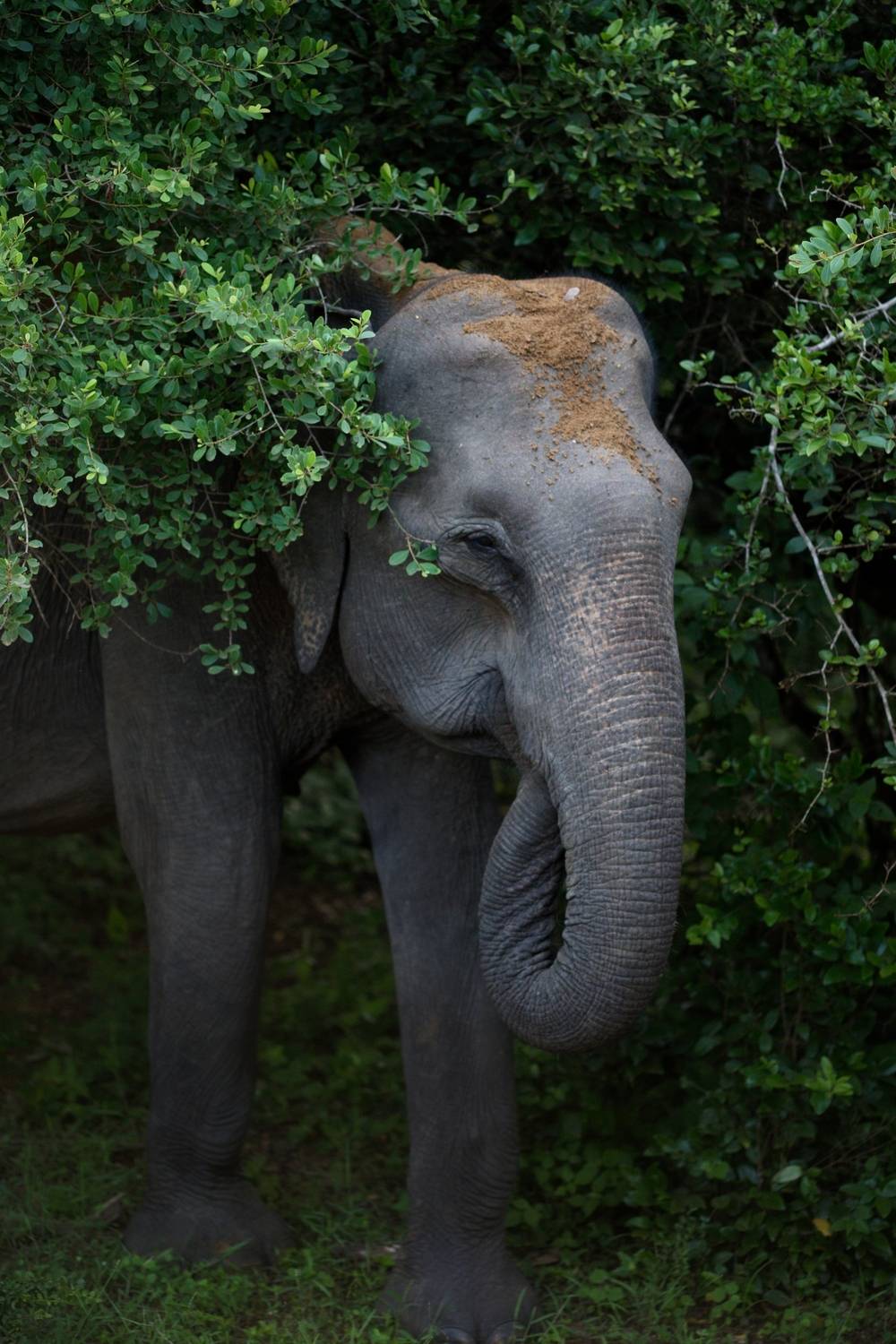 Teenage Tusker