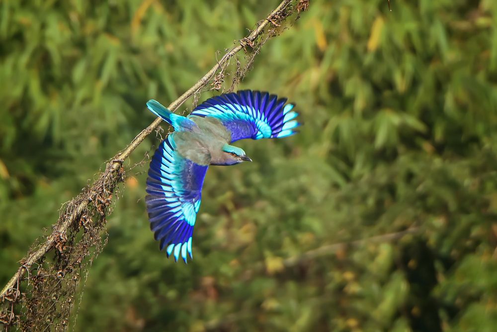 Photograph by Sifat Sharker