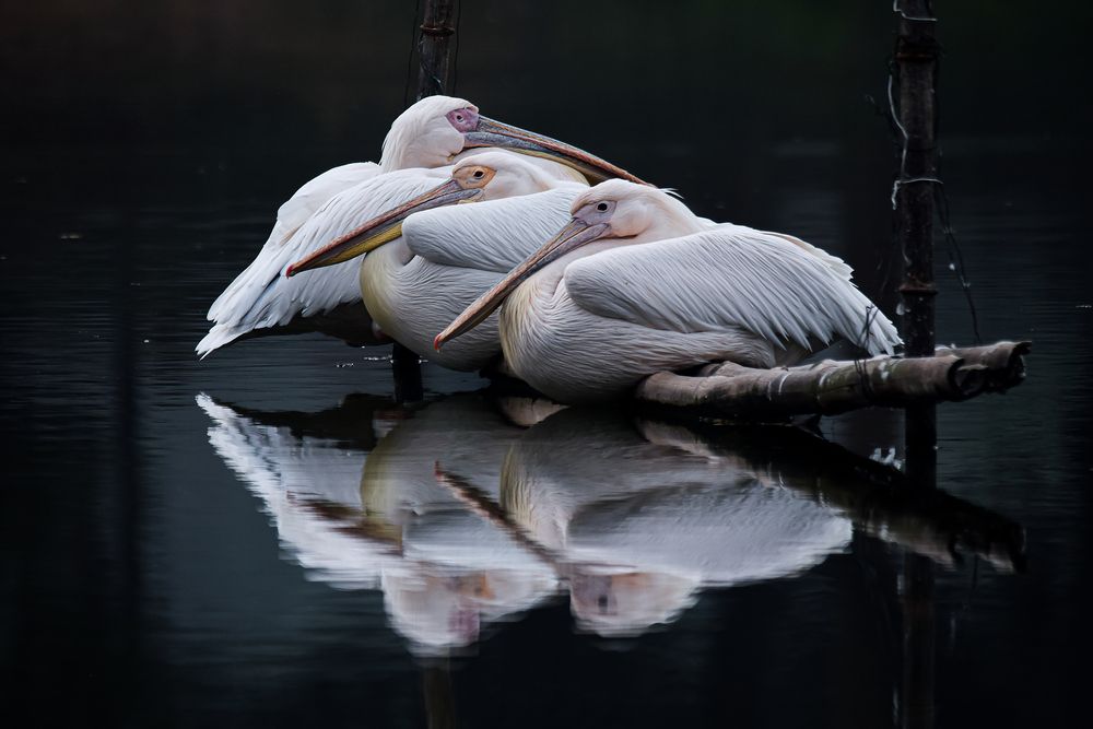 Photograph by Sifat Sharker