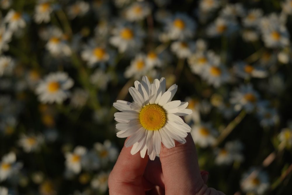 Photograph by Светлана Каравайская