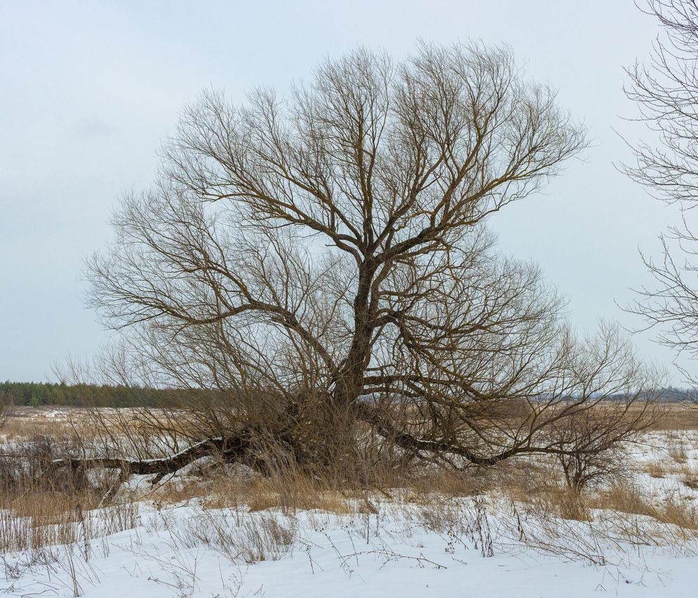 Photograph by Сергей Щербаков