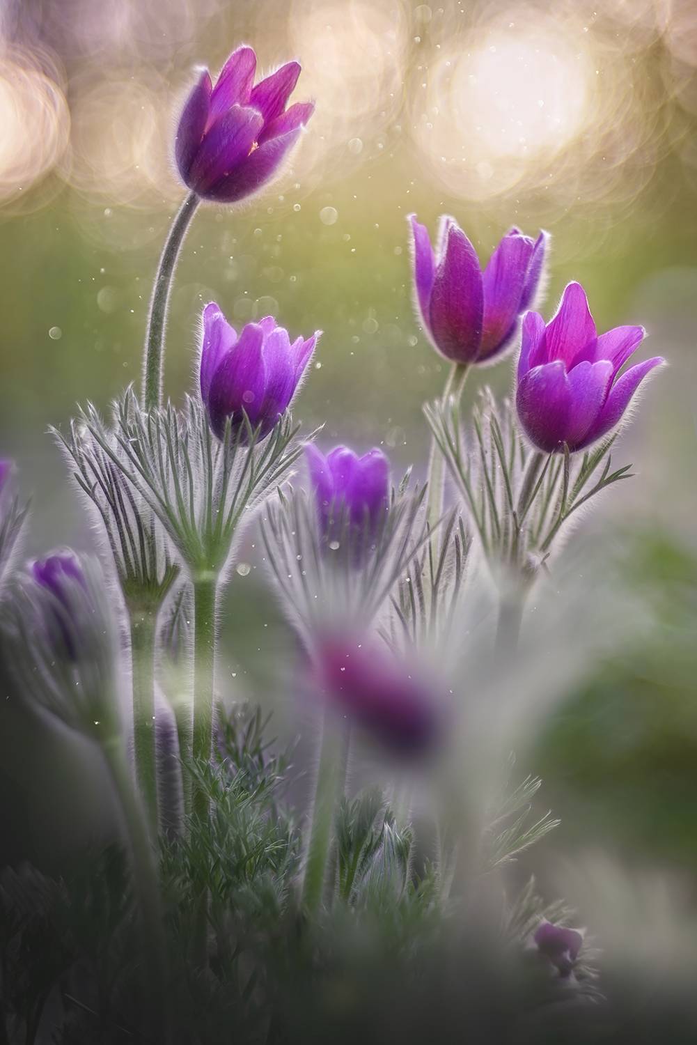 Очарование весны/The charm of spring