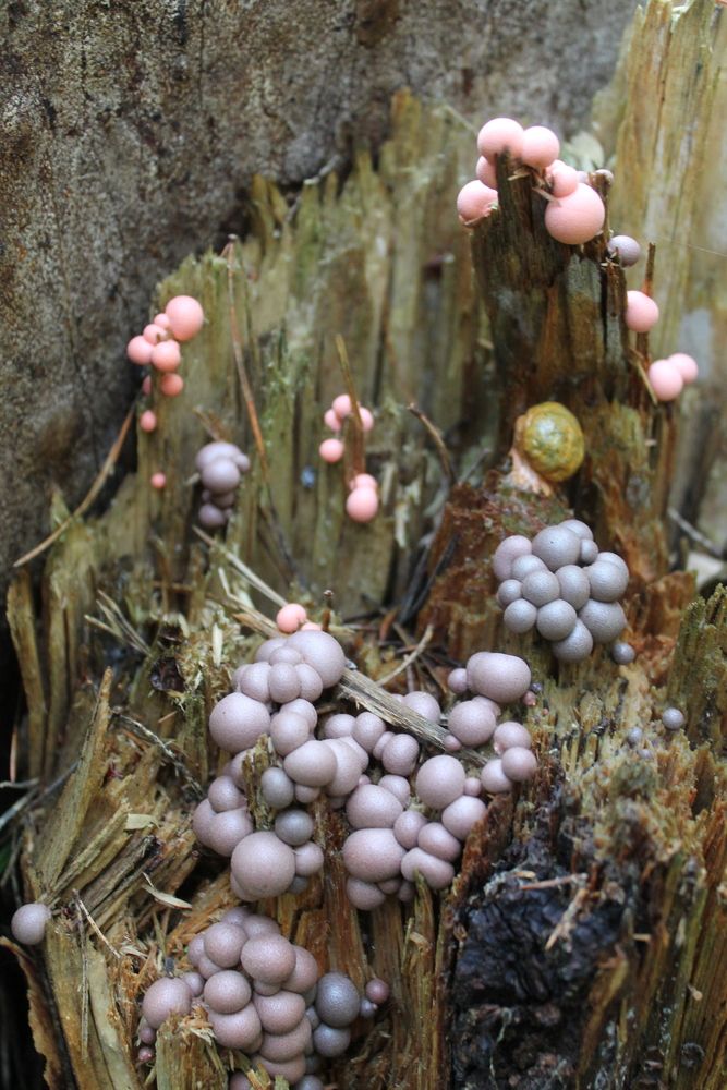 Почкование