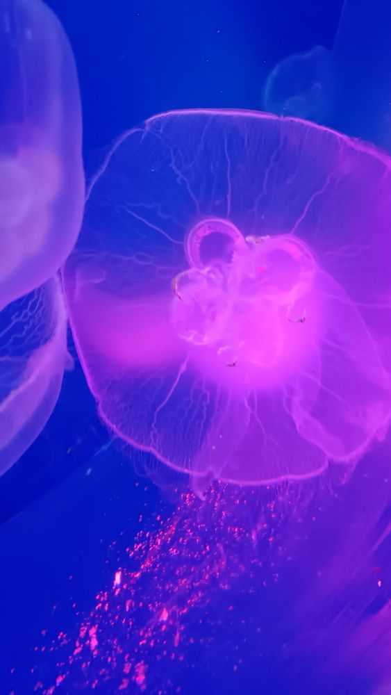 Фотография автора Julia Savelkina