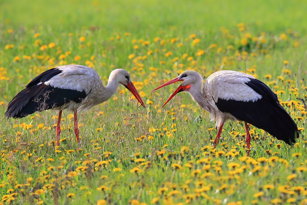 Весна. Аисты на лугу.
