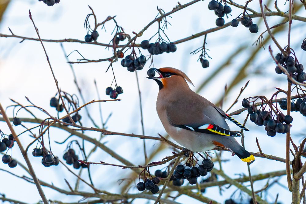 Photograph by Диана Бородзе