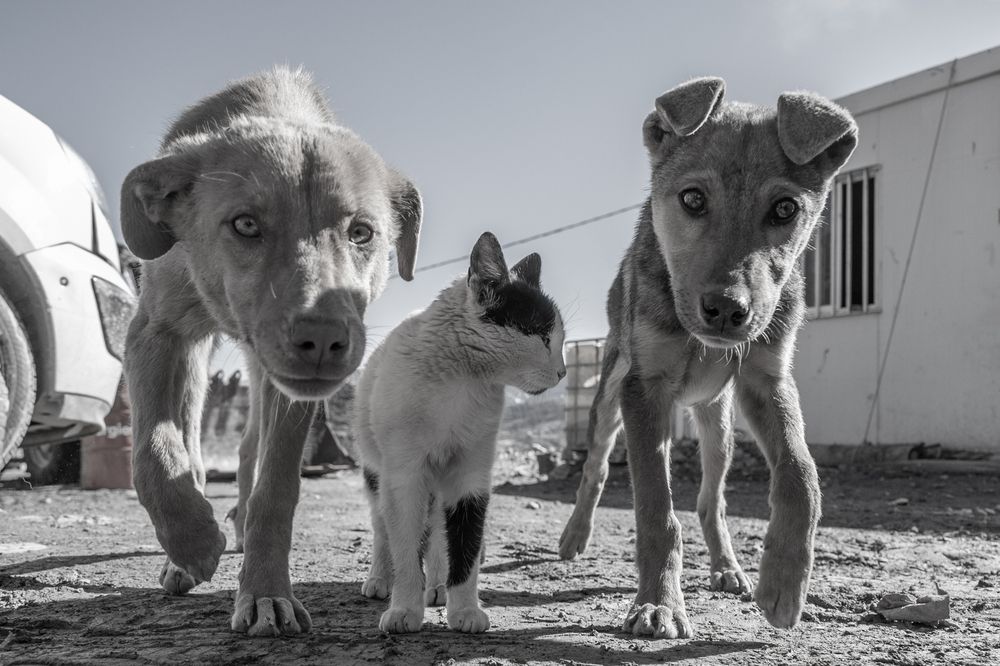 Photo #13133112